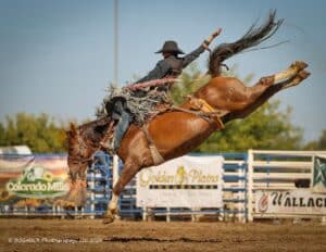 A cowboy in a hat and chaps rides a bucking horse in a rodeo arena.